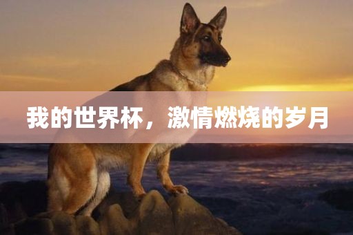 漯河市盈旭机械设备有限公司我的世界杯，激情燃烧的岁月