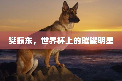 樊振东，世界杯上的璀璨明星
